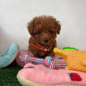 Female Red Teacup Poodle 🐩 (Deposit Only, Please Read The Description Below!!