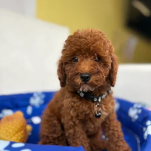Female Red Toy Poodle (Deposit Only‼️ Please Red The DESCRIPTION Below‼️)