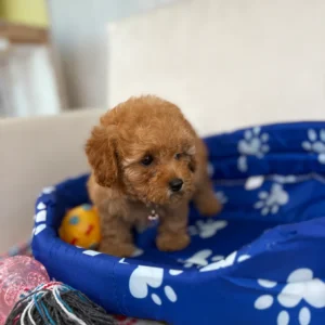 Apricot Female Teacup Poodle ‼️(Deposit Only, Please Read The Description Below‼️)
