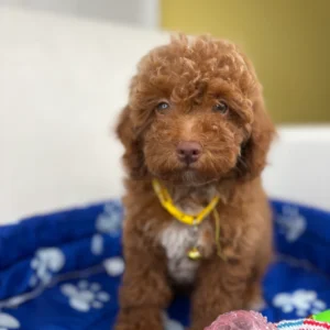 Red Male Toy Poodle ( Deposit Only, Please Read The DESCRIPTION Below‼️)