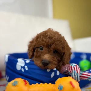Red Female Toy Poodle (Deposit Only ‼️ Please Read DESCRIPTION Below‼️)