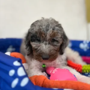 Merle Head Male Toy Poodle 🐩 (Deposit Only ‼️ Please Read The Description Below ‼️)