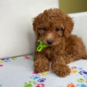 Red Male Toy Poodle (Deposit Only ‼️ Please Read DESCRIPTION Below‼️)