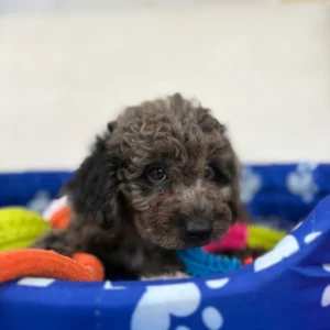 Male Merle Toy Poodle ‼️(Deposit Only ‼️ Please Read The Description Below ‼️)