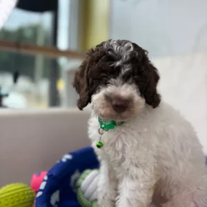Party Colored Male Toy Poodle (Deposit Only‼️ Please Read The DESCRIPTION Below‼️)