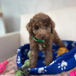 Chocolate Merle Male Toy Poodle 🍫‼️ (Deposit Only Please Read The DESCRIPTION Below‼️